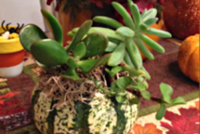 Faith and Fabric: Mini Pumpkin Succulents
